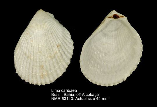 Lima lima (f) caribaea.jpg - Lima caribaead'Orbigny,1853